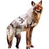 Bird-X 2D Realistic Coyote Decoy, Flat Cardboard Cutout, Gray, Scares Geese | Manual Placement, Yard Ornament, Silhouette Design, Scares Geese and Small Animals