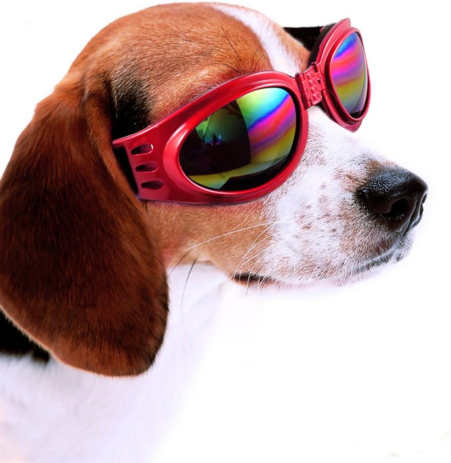 dog wind goggles
