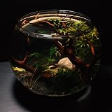 Amtra Crystal Globe 30 cm Hand Blown Glass Fishbowl Aquarium view 5