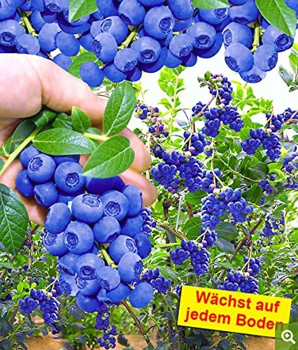 Upstone Garten Blaubeere Waldheidelbeeren Schwarzbeere Obst Samen Fruchtig Knackig Mit Typisch Intensivem Heidelbeer Aroma 10 Amazon De Garten