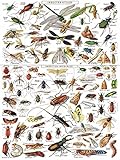 New York Puzzle Company - Vintage Images Insects