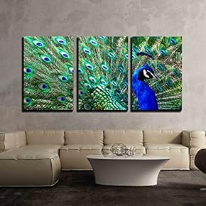 Male Peacock Displaying Feathers - 3 Panel Canvas Art