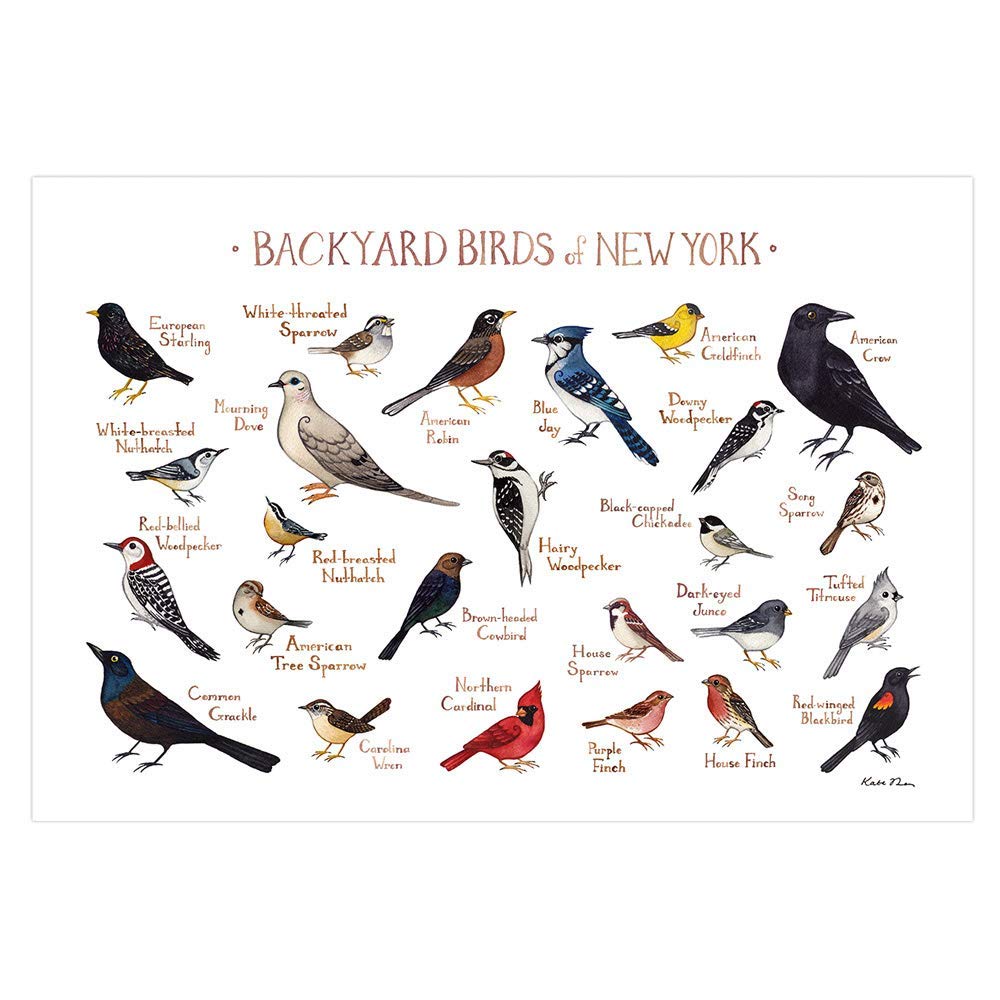 Backyard Birds of New York Field Guide Art Print Handmade