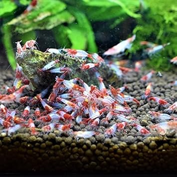 Amazon Atwell レッドルリーシュリンプ 10匹 1匹補償サービス付き 生体 Atwell 観賞魚 水中生物 通販