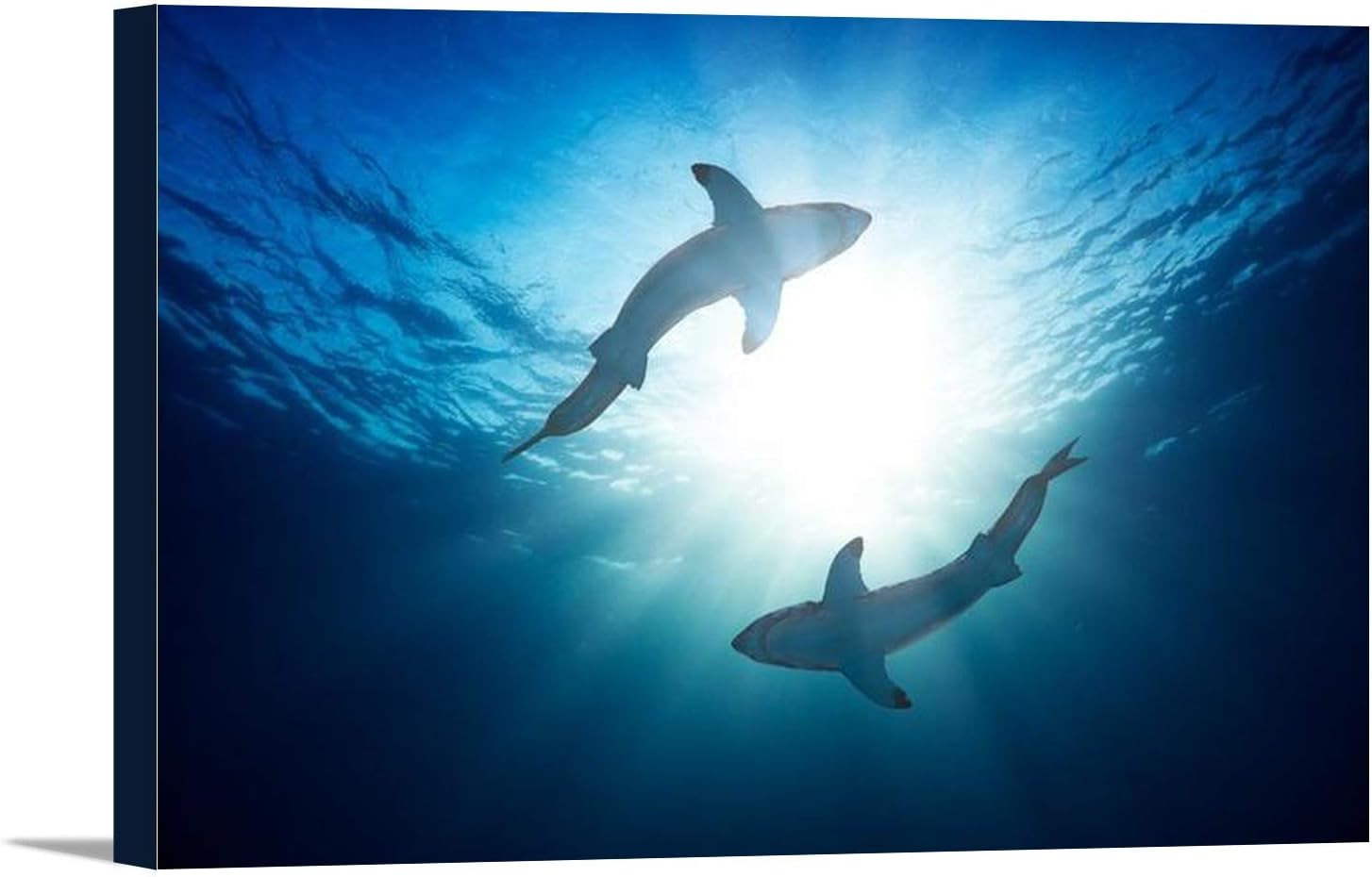 Great White Sharks by Surface of Water, View from Below A-9004320 (18x12 Gallery Wrapped Stretched Canvas)