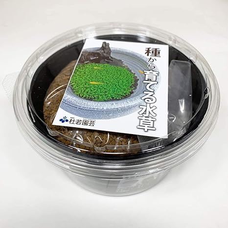 Amazon メダカ喜ぶ 種から育てる水草栽培キット タイガーハイグロ 栽培キット オンライン通販