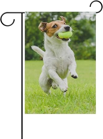 jack russell jumping