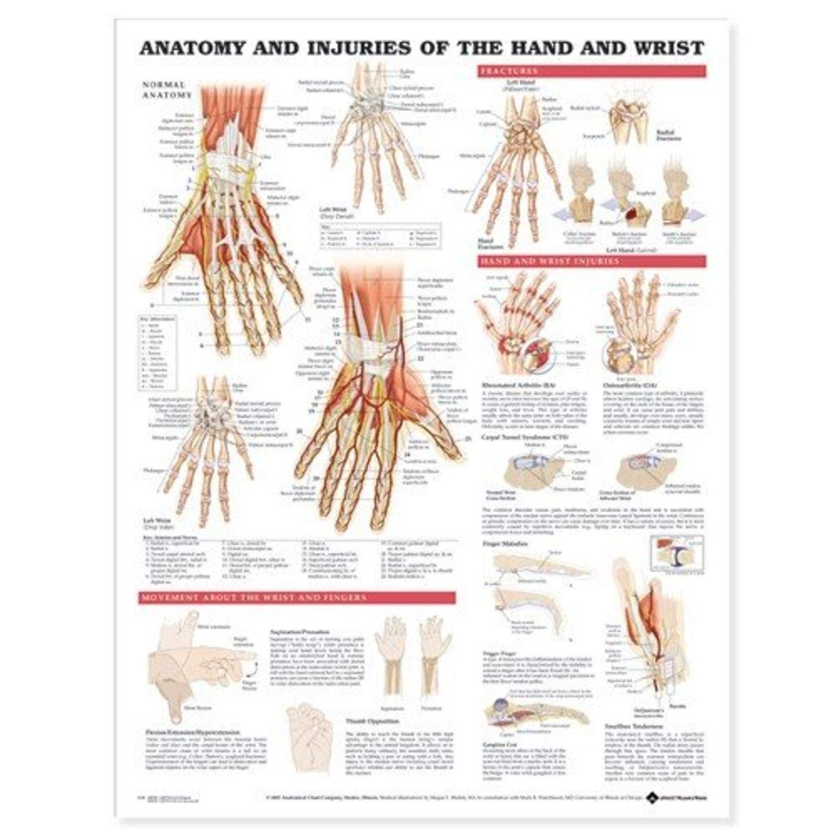 Anatomical Chart Anatomy and Injuries of the Hand and Wrist