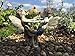 Miniature Fairy Garden Limited Edition Boy and Girl Fairies Daincing Isaac and Ivy