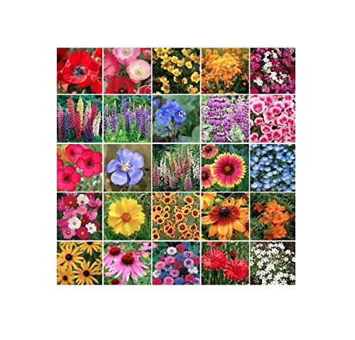 Northeast Wildflower Seed Mix - Annuals and Perennials Northeast Wildflower Seed Mix - Annuals and Perennials