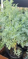 Two (2) Large Live Rue Herb