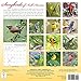 Songbirds of North America 2019 Wall Calendar