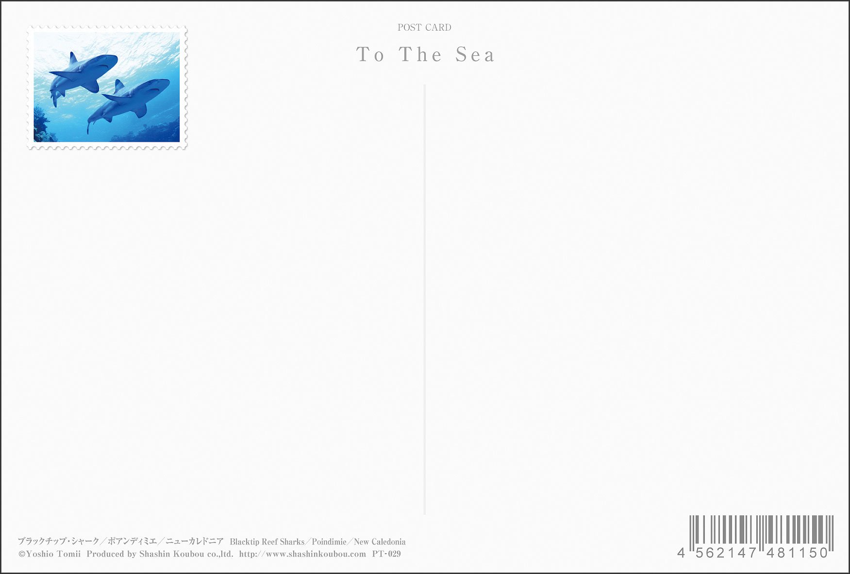 Amazon Co Jp 限定 ブラックチップ シャーク ポストカード3枚セット P3 029 富井 義夫 写真工房ポストカード 本 通販 Amazon