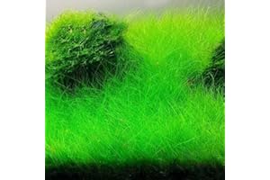YUNAKSEA Dwarf Hairgrass Aquarium Live Plant for Growing Indoor, 1 Clump, Aquatic Plant, Aquarium Plant