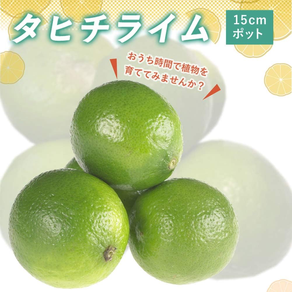 Amazon ライム苗木 タヒチライム １５ｃｍポット 接木柑橘苗 鉢 プランター