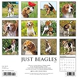 Image de Just Beagles 2017 Wall Calendar (Dog Breed Calendars)