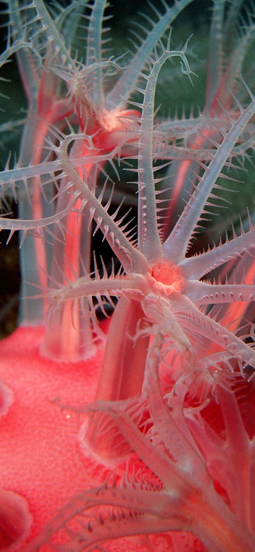 PeelitStickit Underwater, Undersea Wall Murals, ID-054, vinyl