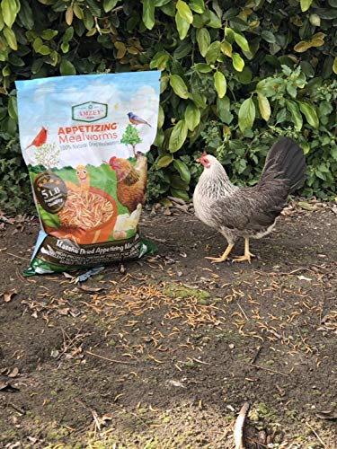 5 Appetizing+Mealworms+5lbs+100+Non+GMO+Dried
