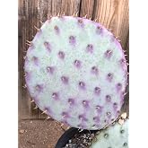 Opuntia 'Santa Rita' Rare Purple Prickly pear Cactus pad (one, 4-5" Each)