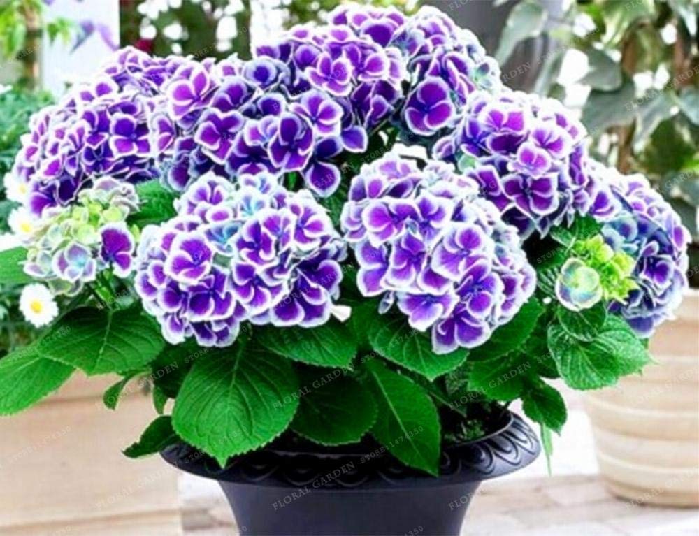 Pinkdose 20pcs Hydrangea Paniculata & # 39; Vanilla Fraise & # 39 ...