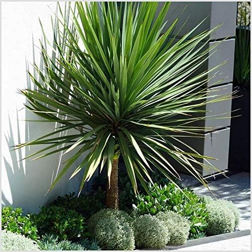 Cordyline Australis Architectural PalmLike Tree Evergreen Mirror Plant