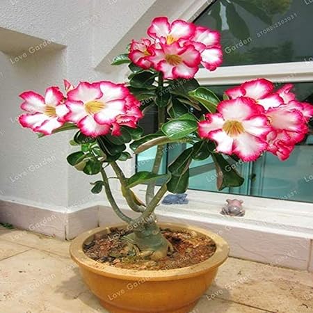 Creative Farmer Bonsai Live Plant Obesum (Desert Rose) Plant/Pink Indoor Ornamental Adenium Impala Lily Balcony (1 Live Bonsai Plant) (PLANT-93-ADENIUM877ll@)