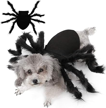 spider outfit for small dogs