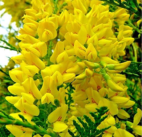 GOLDEN CHAIN TREE 68 SEEDS HARDY BEAUTIFUL FAST GROWING BLOOMING TREE EZ TO GROW