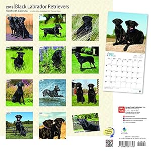 Black Labrador Retrievers 2018 12 x 12 Inch Monthly Square Wall Calendar with Foil Stamped Cover, Animals Dog Breeds Retriever (English, French and Sp