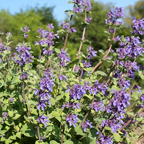Outsidepride Perennial Nepeta Cataria Lemon Catnip Herb Garden Plants ...