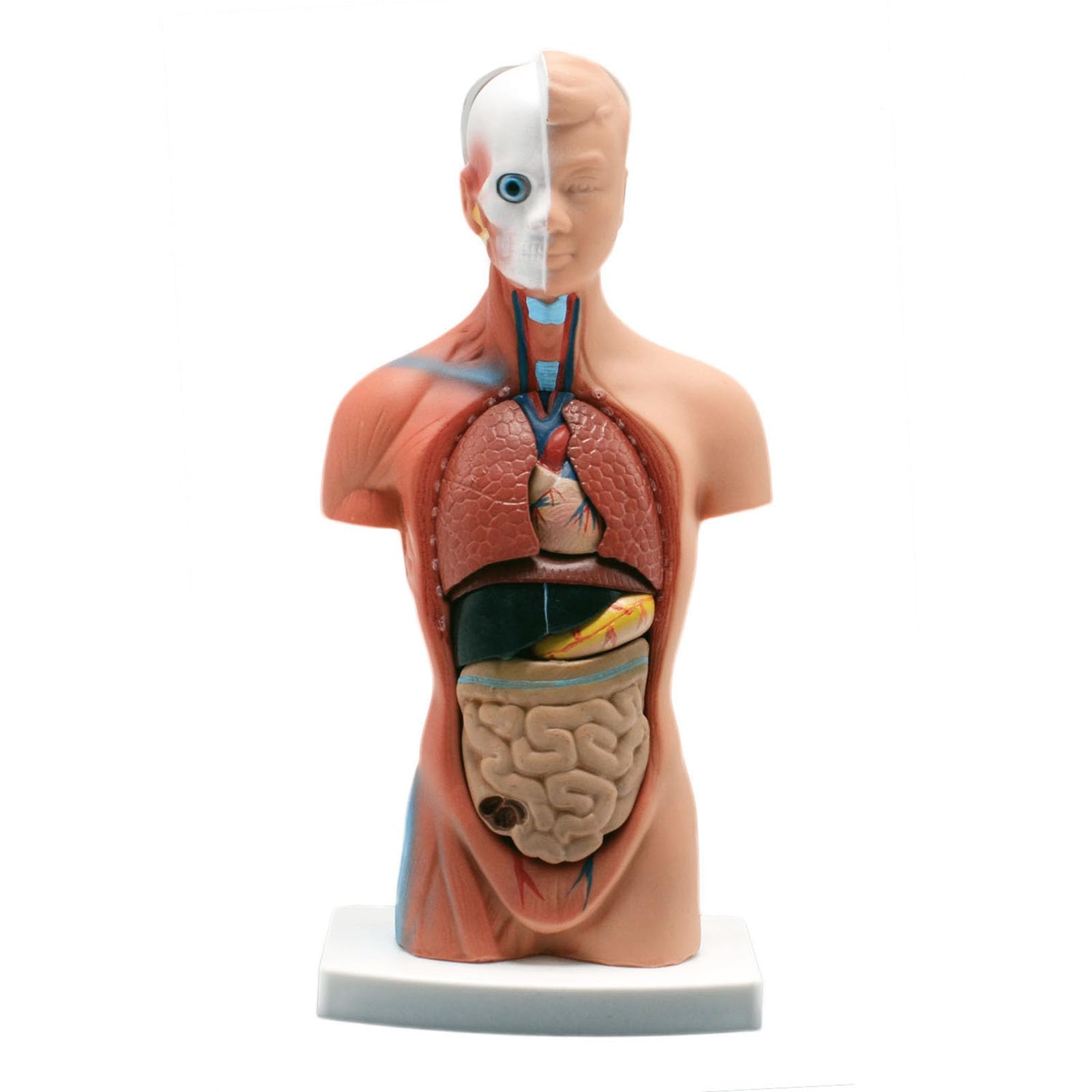 Photo 1 of 15 Component Human Torso Model, Human Body Model for Kids Used for Student Teaching Research, with accompanying Product User Manual (10 inch)
