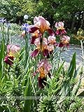 Loss Promotion! 50pcs/Iris germanica Seeds. Rare Bonsai Orchid Flower Seeds for Garden. Home & Flower Seeds Perennial. Orchid Iris germanica - Arcis New