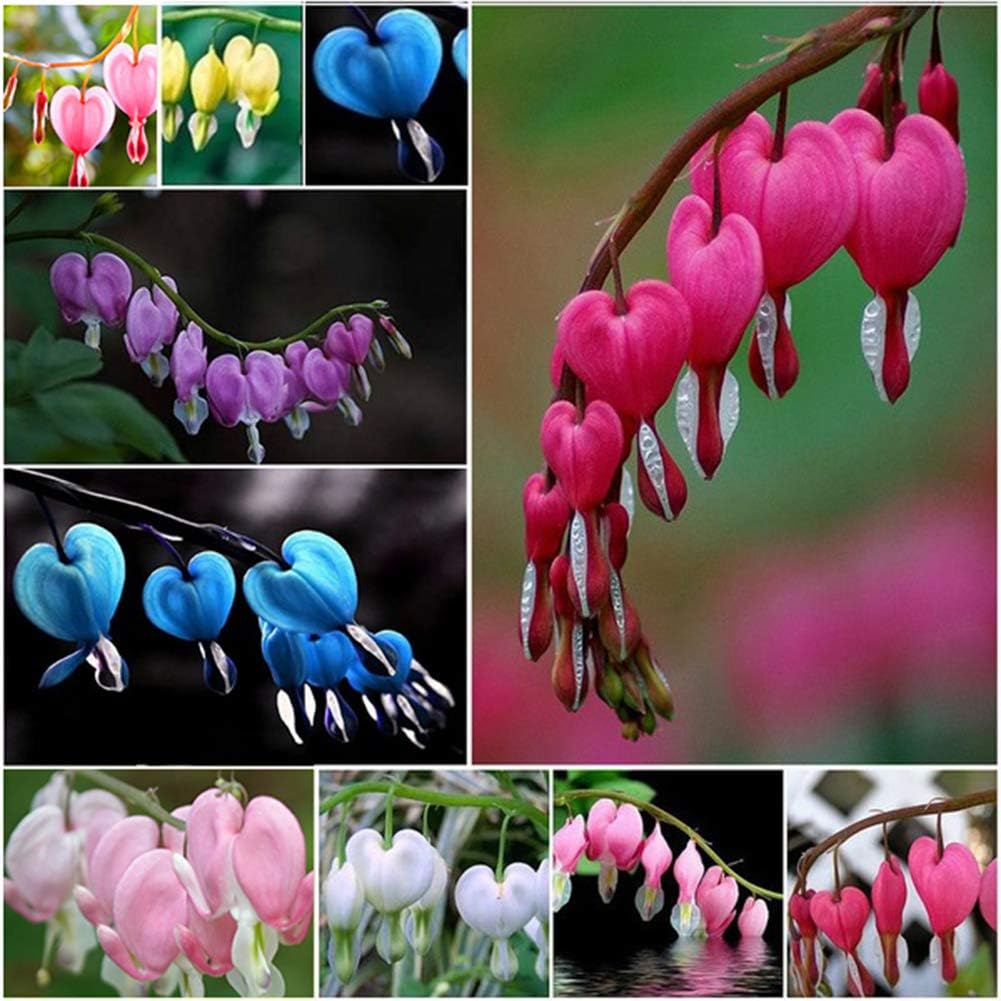good01 100Pcs Fuchsia Hybrida Flower Seeds | Home Garden Office Ornamental Decorative Potted Bonsai Flower Yellow Fuchsia Hybrida Seeds