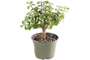 Brussel's Bonsai Live Dwarf Jade Bonsai Tree, Indoor - Small, 3 Years Old, 5 to 8 Inches Tall - Jade Tree in Grower Bonsai Pot