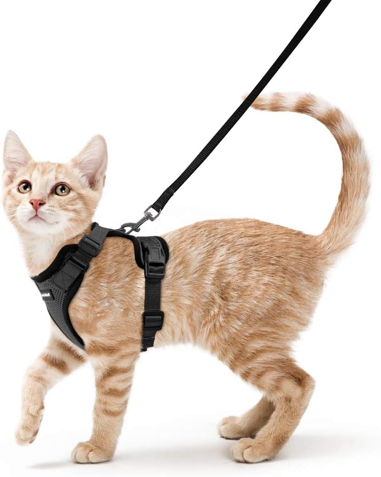 cat walking leash harness