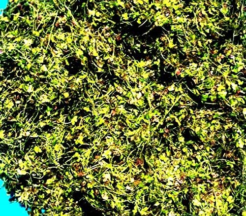 1 Cup Live Duckweed (LEMNA Minor)