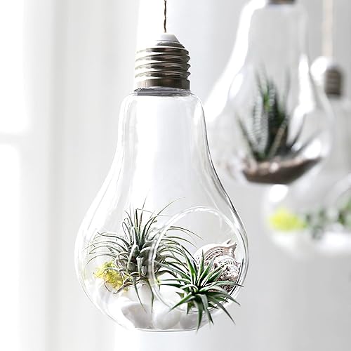 Glass Bulb Terrariums