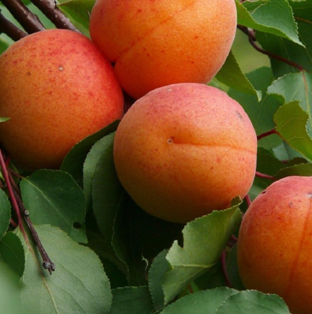 Prunus Armeniaca Apricot Fruit Tree 56ft Supplied Bare Rooted Amazon