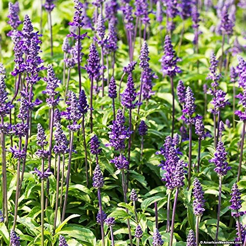 "60 seeds Sirius Blue Sage "