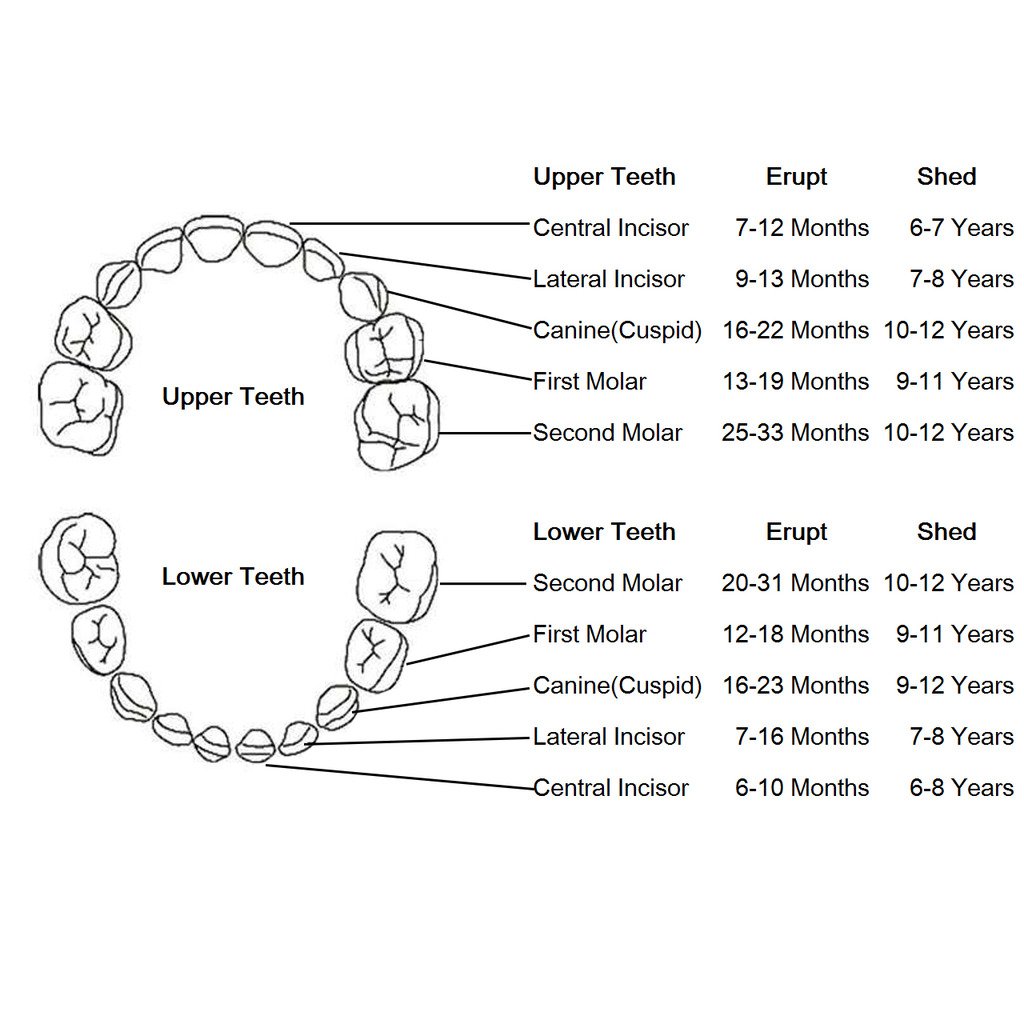 Mogoko baby Kinder Original Holz Haar Milchzahndose Milchzähne Zähne box Kasten mit Englisch Version Souvenir Aufbewahrungsbox (Mädchen)