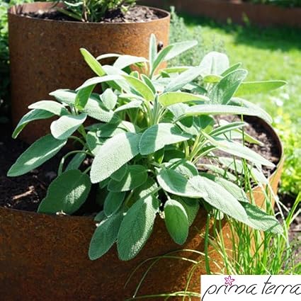 Prima Terra Planta Pyramide Hierbas Espiral Oxidado: Amazon.es: Jardín