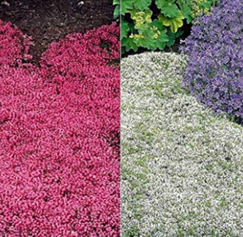Beautytalk Seeds- 100PCS Rock Cress Climbing Plant Seeds, Groundcover Flower Garden Decoration Perennial flower seeds hardy ornamental plants