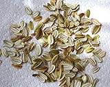 Ashitaba seeds 100pcs (Tomorrow's Leaf) from Japan
