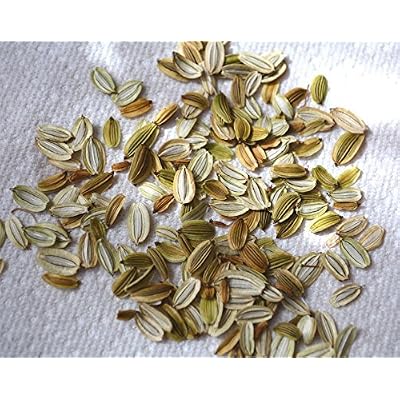 Ashitaba seeds 100pcs Tomorrow&amp;#39;s Leaf from Japan