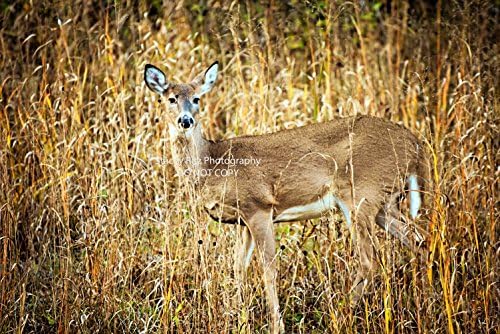Wall Decor - "Natural Beauty" - Nature Landscape Photography - Wildlife Scene