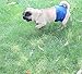 Wegreeco Washable Dog Diapers - Washable Male Dog Belly Wrap- Pack of 3 - (Blue,Green,Purple,Medium)