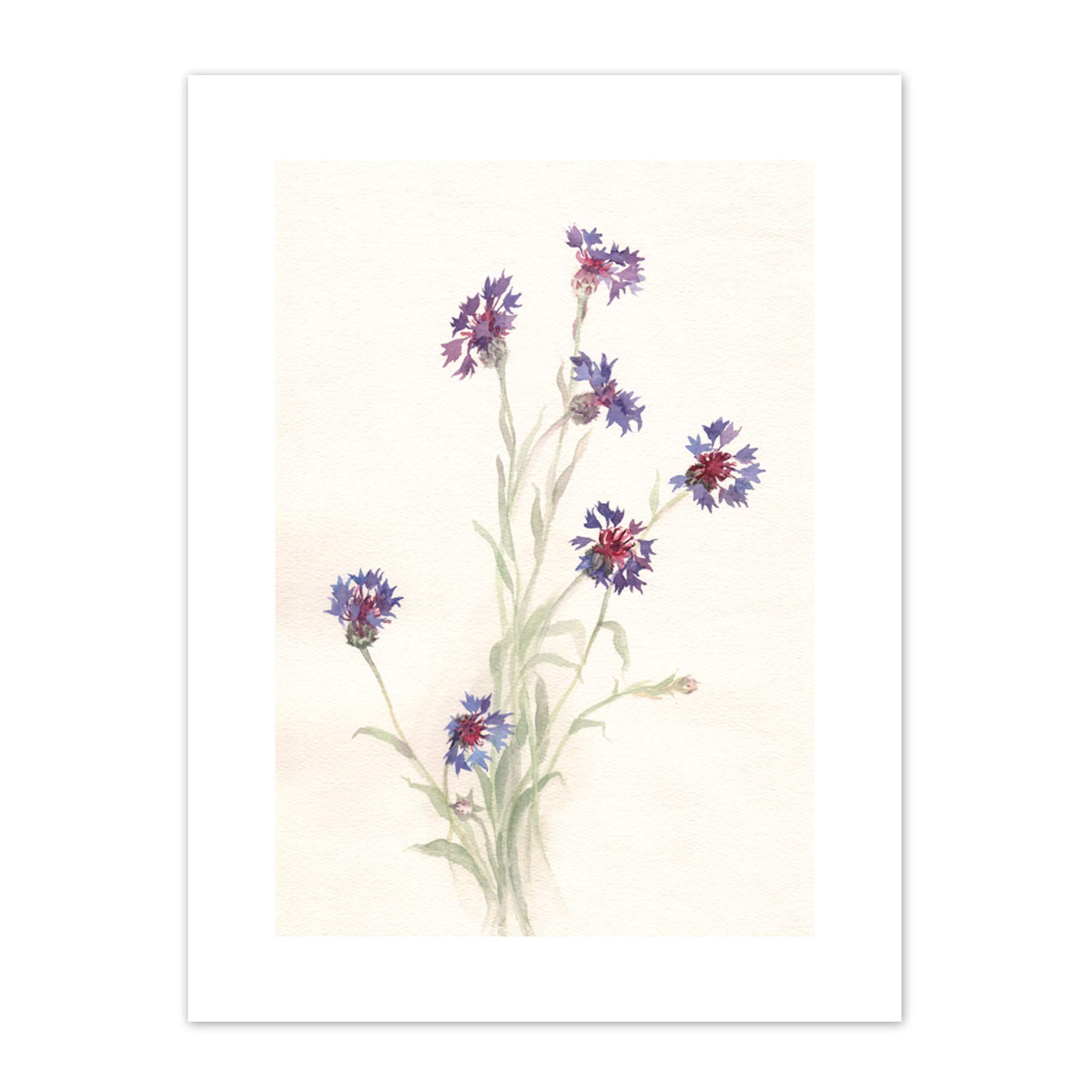 Wee Blue Coo Flower Cornflowers Watercolour Art Print Canvas Premium Wall Decor Poster