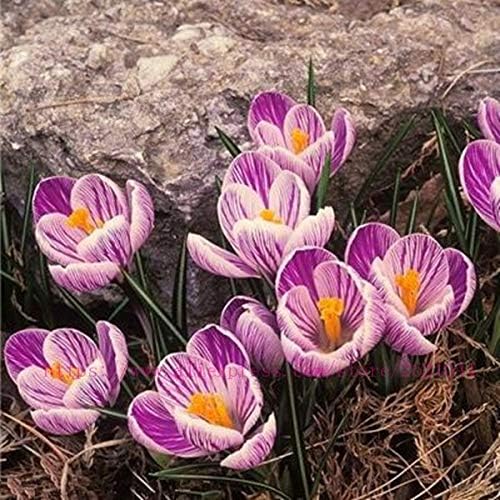 50Pcs Netherlands Saffron Flower Seeds Beautiful Perennial Organic Garden Flower Semillas Mixed Flowering Seeds Sement : Mix