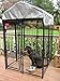 Lucky Dog Outdoor Steel Frame Kennel Enclosure w/Black Canopy, Uptown Series, 4'x4'x6'
