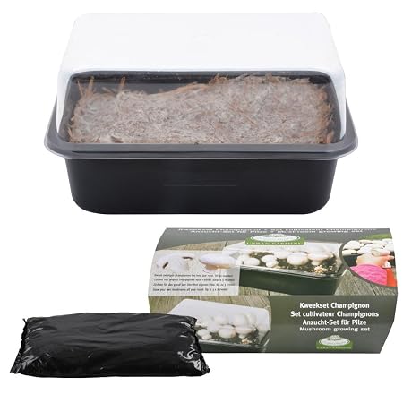 ESSCHERT DESIGN Anzucht-Set Pilze, 9 x 9 x 8 cm: Amazon.es: Hogar